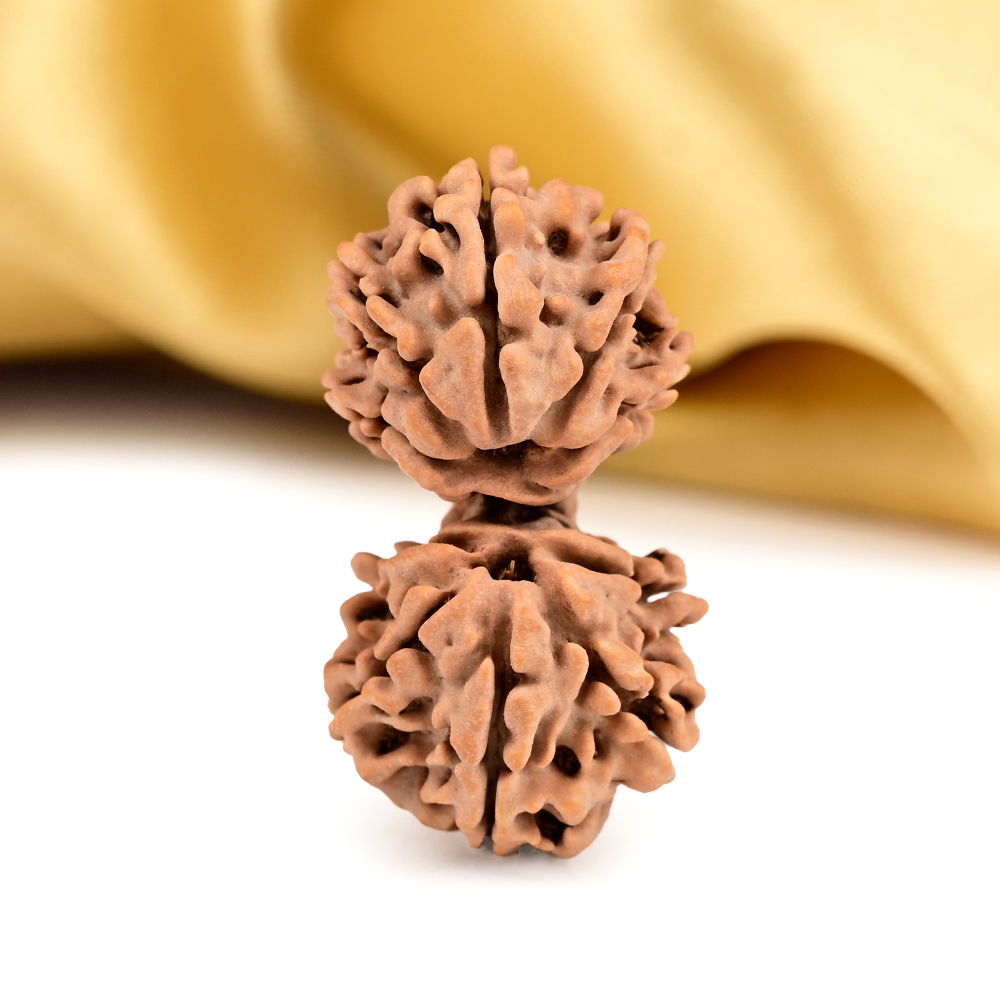 Gauri Shankar 12 Mukhi from Nepal - XXIV