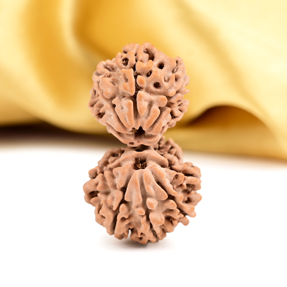 Gauri Shankar 12 Mukhi from Nepal - XXV