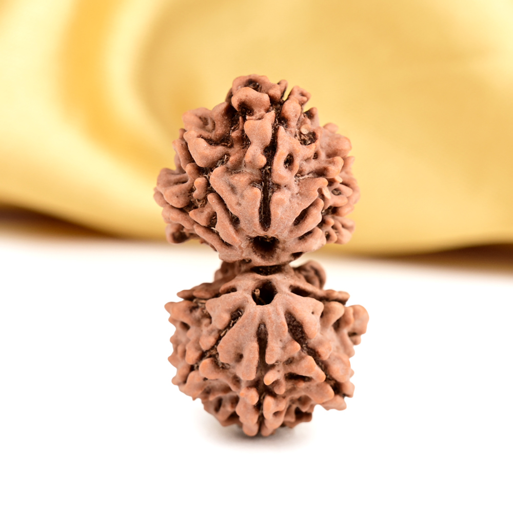 Gauri Shankar 12 Mukhi from Nepal - XXVI