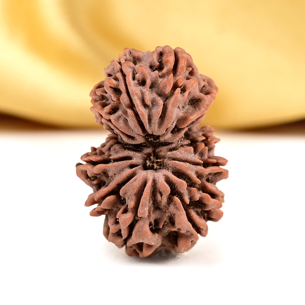 Gauri Shankar 13 Mukhi from Nepal - IV