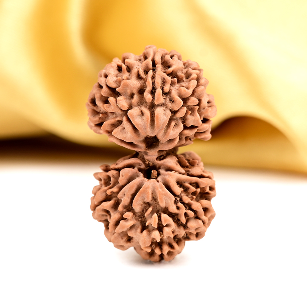 Gaurishankar Nepal-13 Mukhi Super Collector