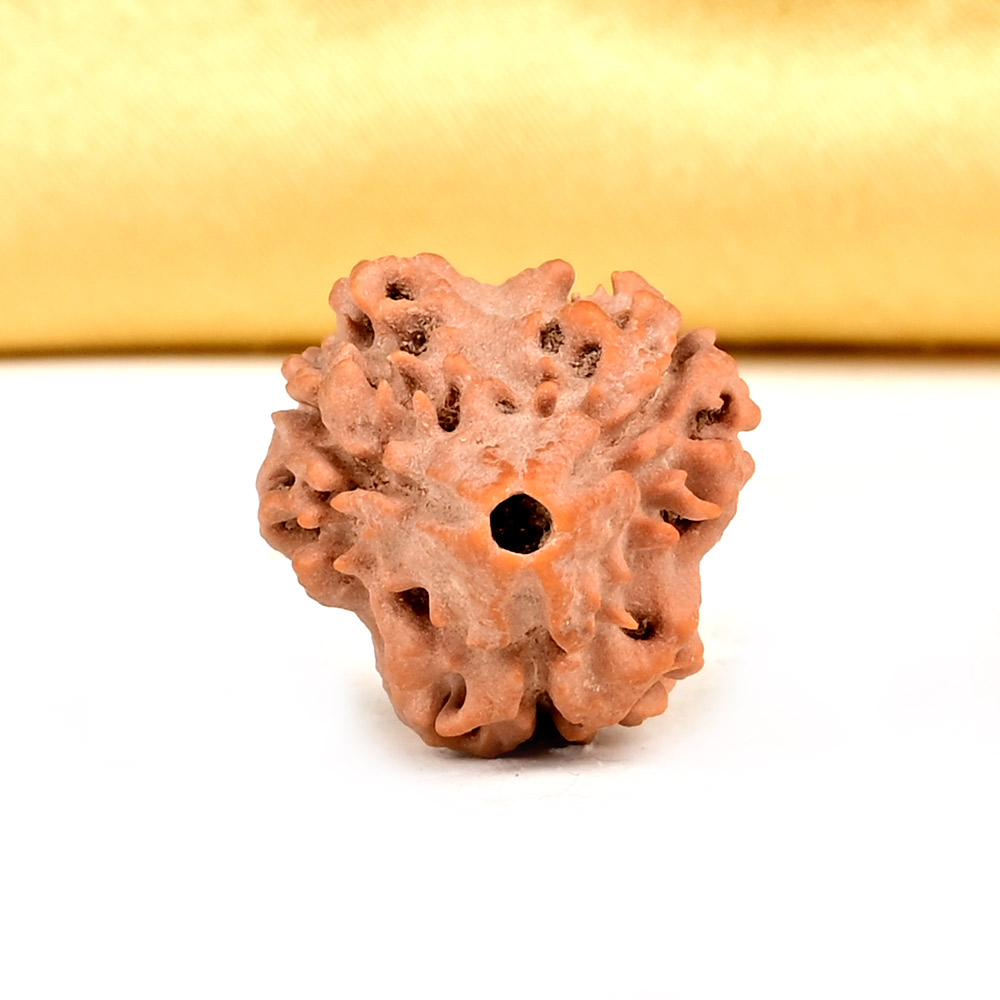 Collector 3 Mukhi from Nepal - CDXLIII