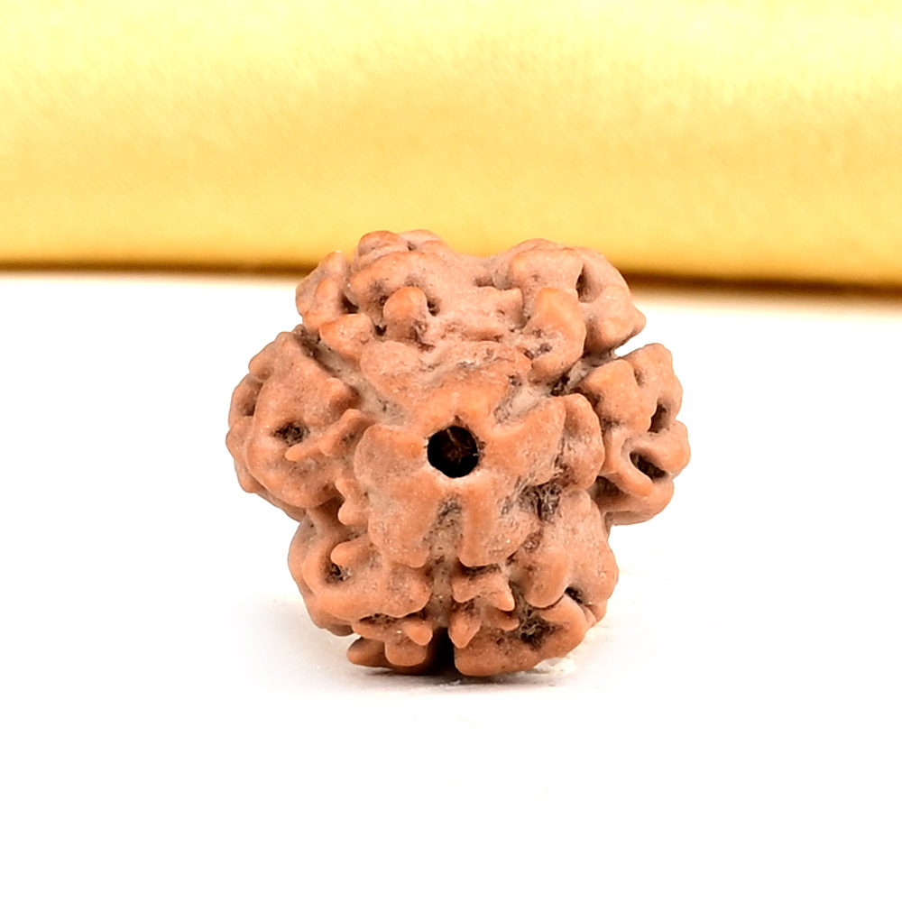 Collector 3 Mukhi from Nepal - CDXLIV
