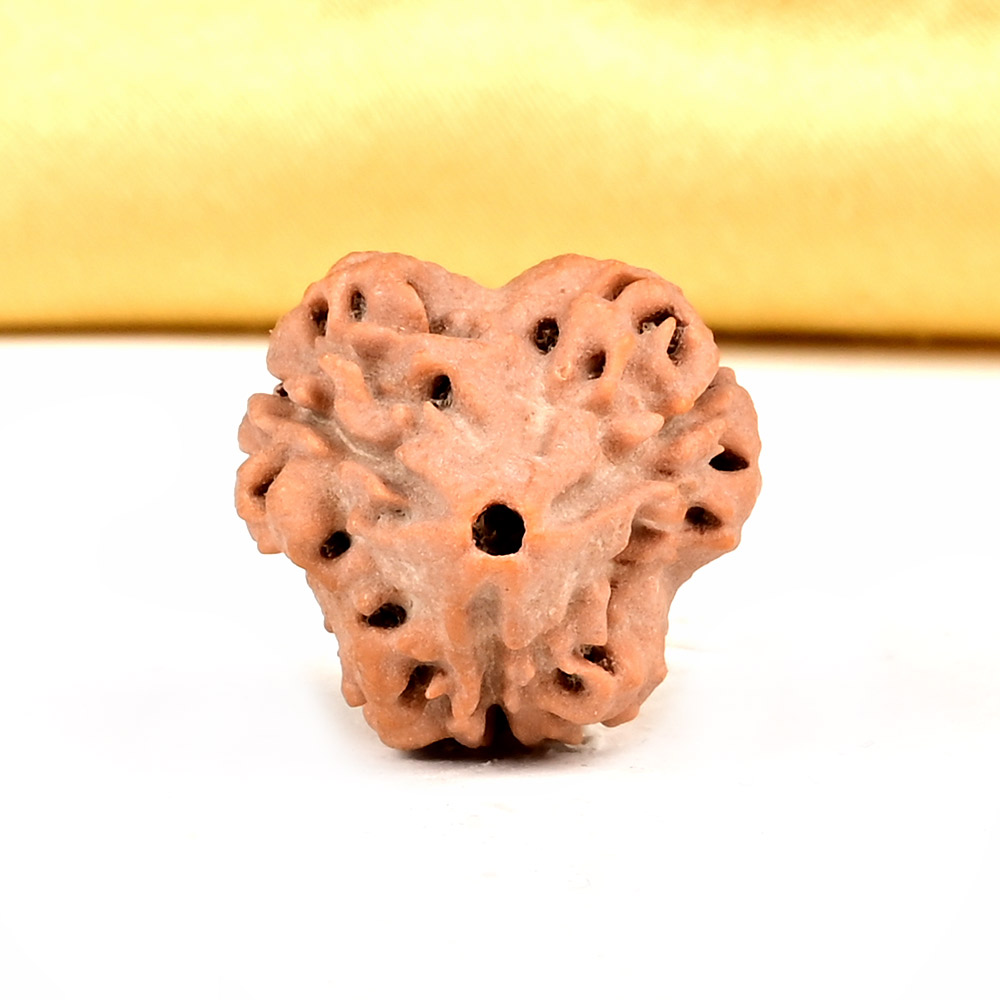 Collector 3 Mukhi from Nepal - CDXLV