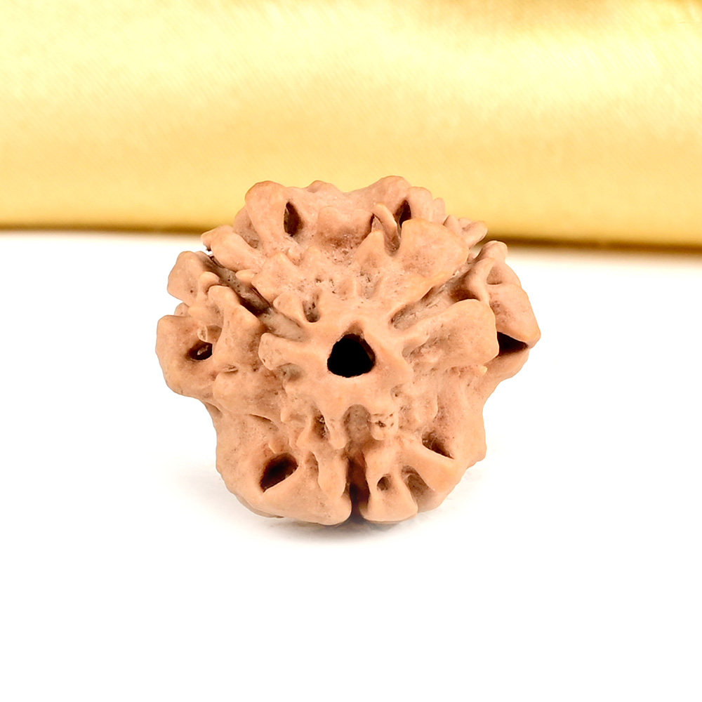 Collector 3 Mukhi from Nepal - CDXLVI
