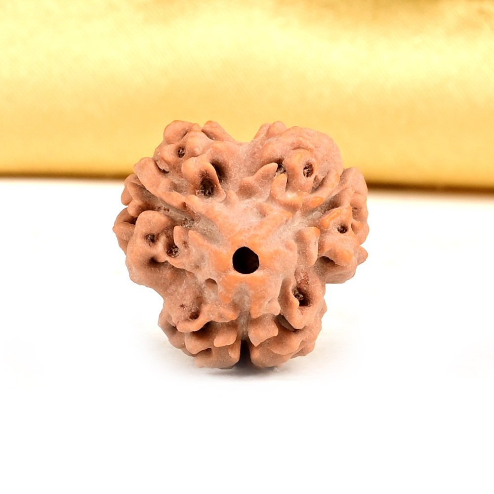 Collector 3 Mukhi from Nepal - CDXLVII