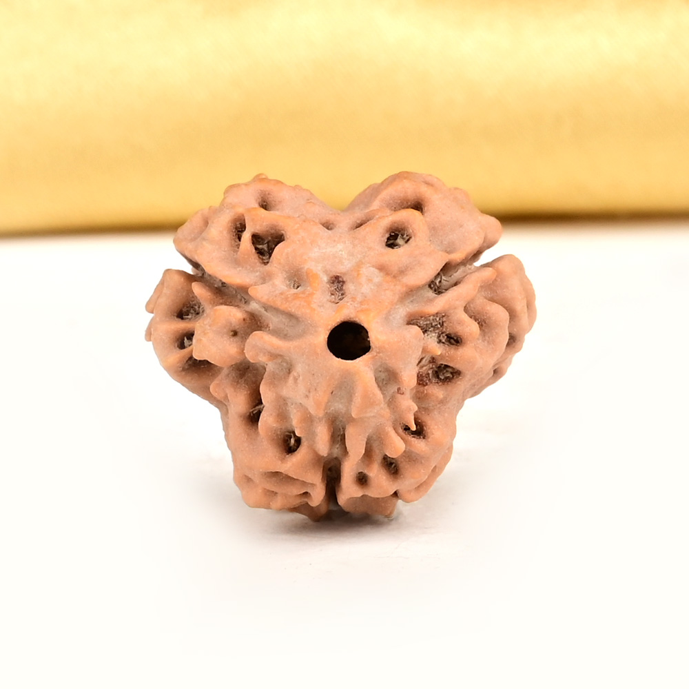 Collector 3 Mukhi from Nepal - CDXLIX