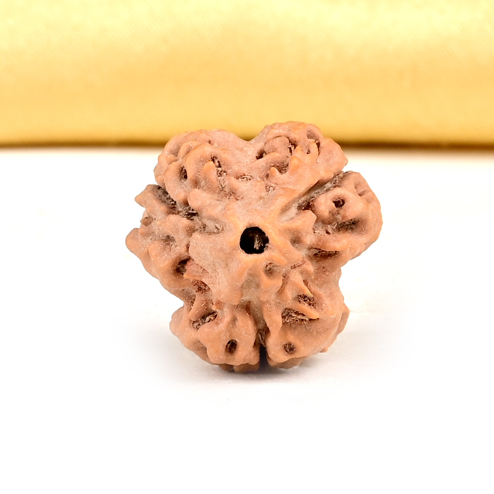 Collector 3 Mukhi from Nepal - CDL