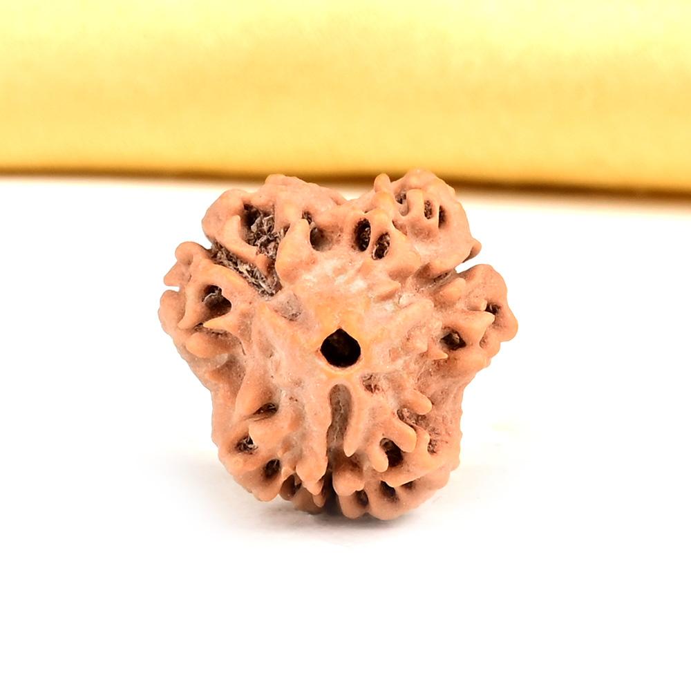 Collector 3 Mukhi from Nepal - CDLI