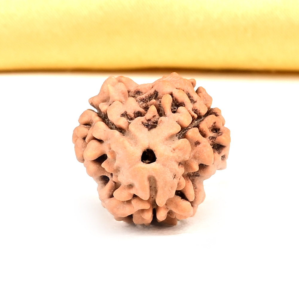 Collector 3 Mukhi from Nepal - CDLII