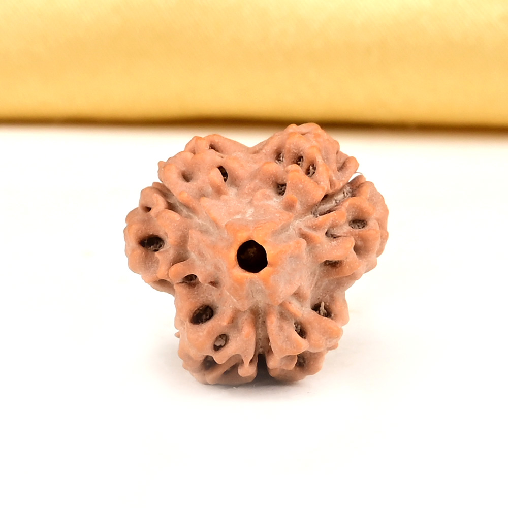 Collector 3 Mukhi from Nepal - CDLIII