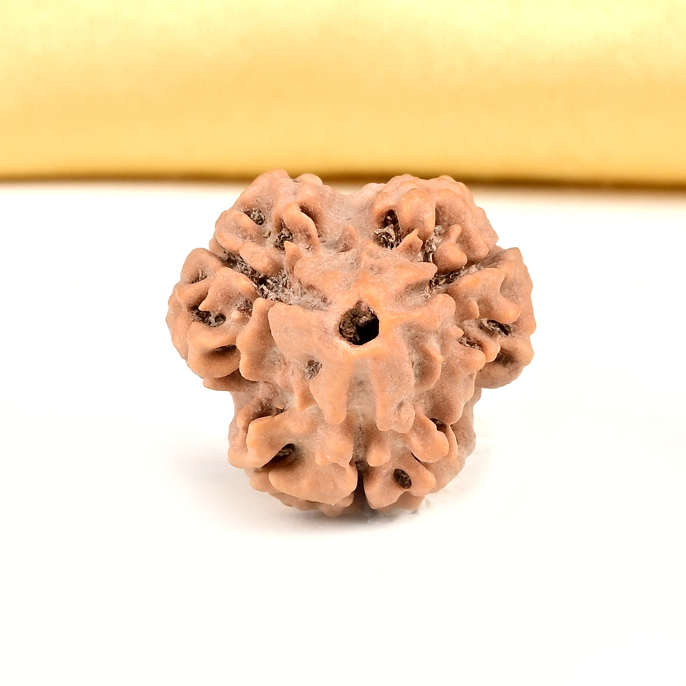 Collector 3 Mukhi from Nepal - CDLIV