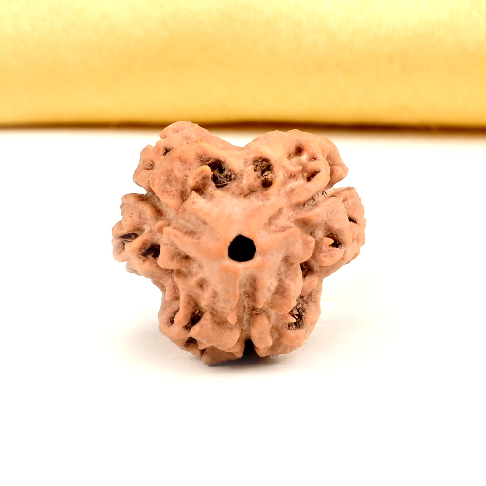 Collector 3 Mukhi from Nepal - CDLV