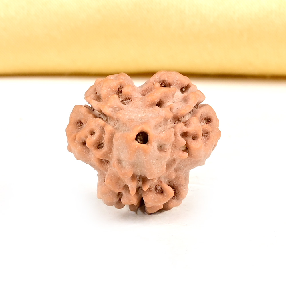 Collector 3 Mukhi from Nepal - CDLVI