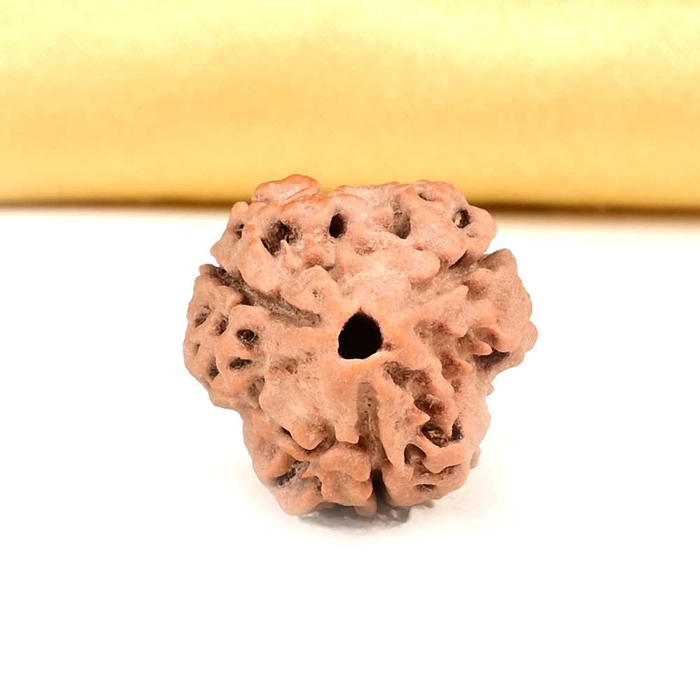 Collector 3 Mukhi from Nepal - CDLVII