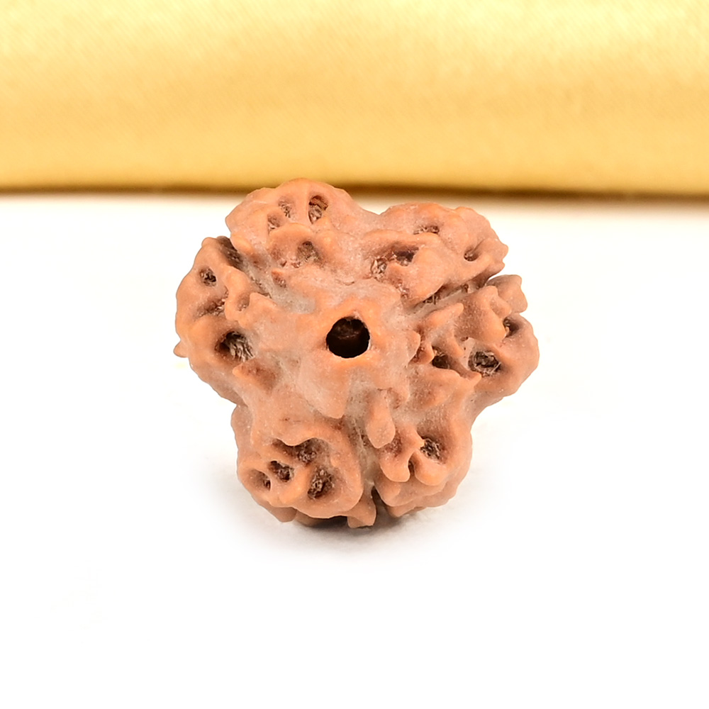 Collector 3 Mukhi from Nepal - CDLVIII