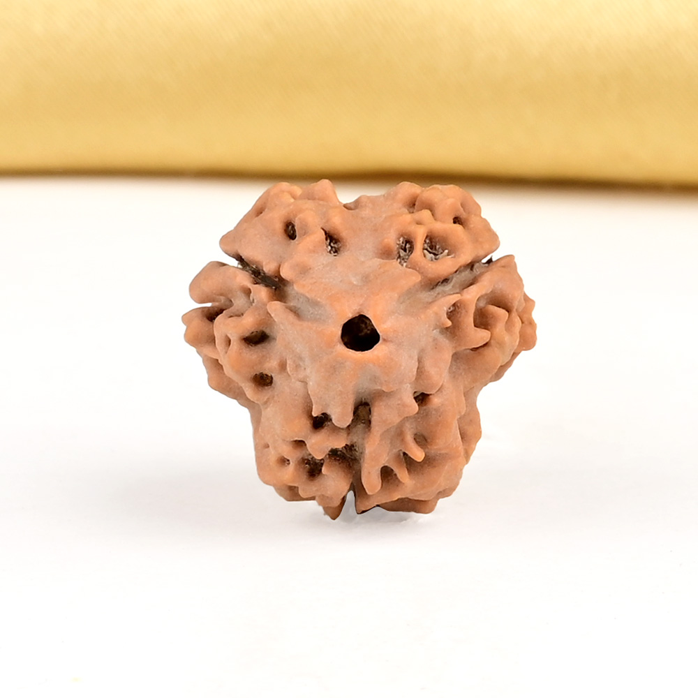 Collector 3 Mukhi from Nepal - CDLX