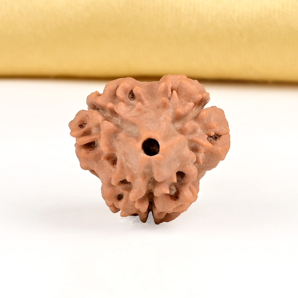 Collector 3 Mukhi from Nepal - CDLXI