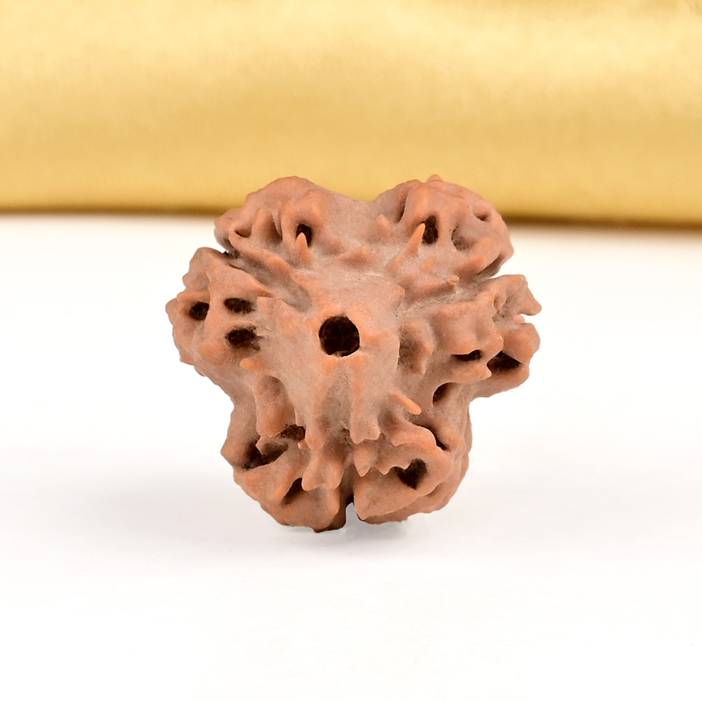Collector 3 Mukhi from Nepal - CDLXII
