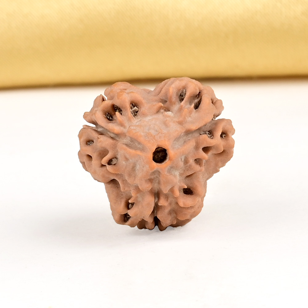 Collector 3 Mukhi from Nepal - CDLXIII