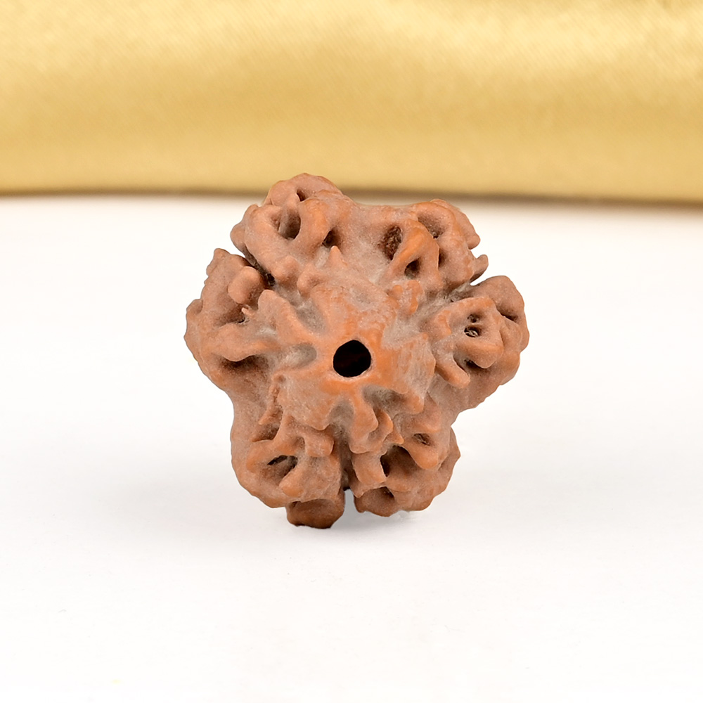 Collector 3 Mukhi from Nepal - CDLXIV