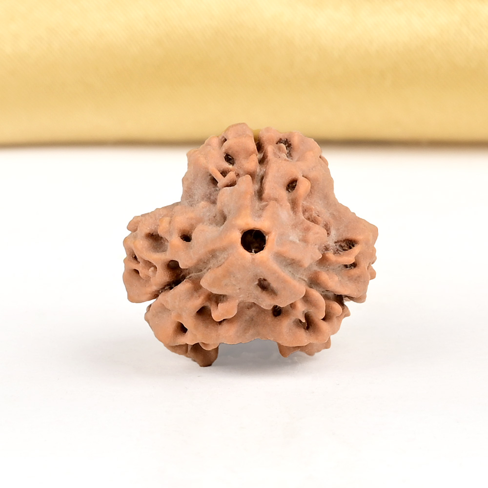 Collector 3 Mukhi from Nepal - CDLXV