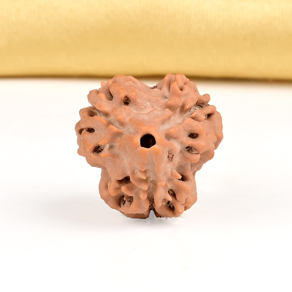 Collector 3 Mukhi from Nepal - CDLXVI
