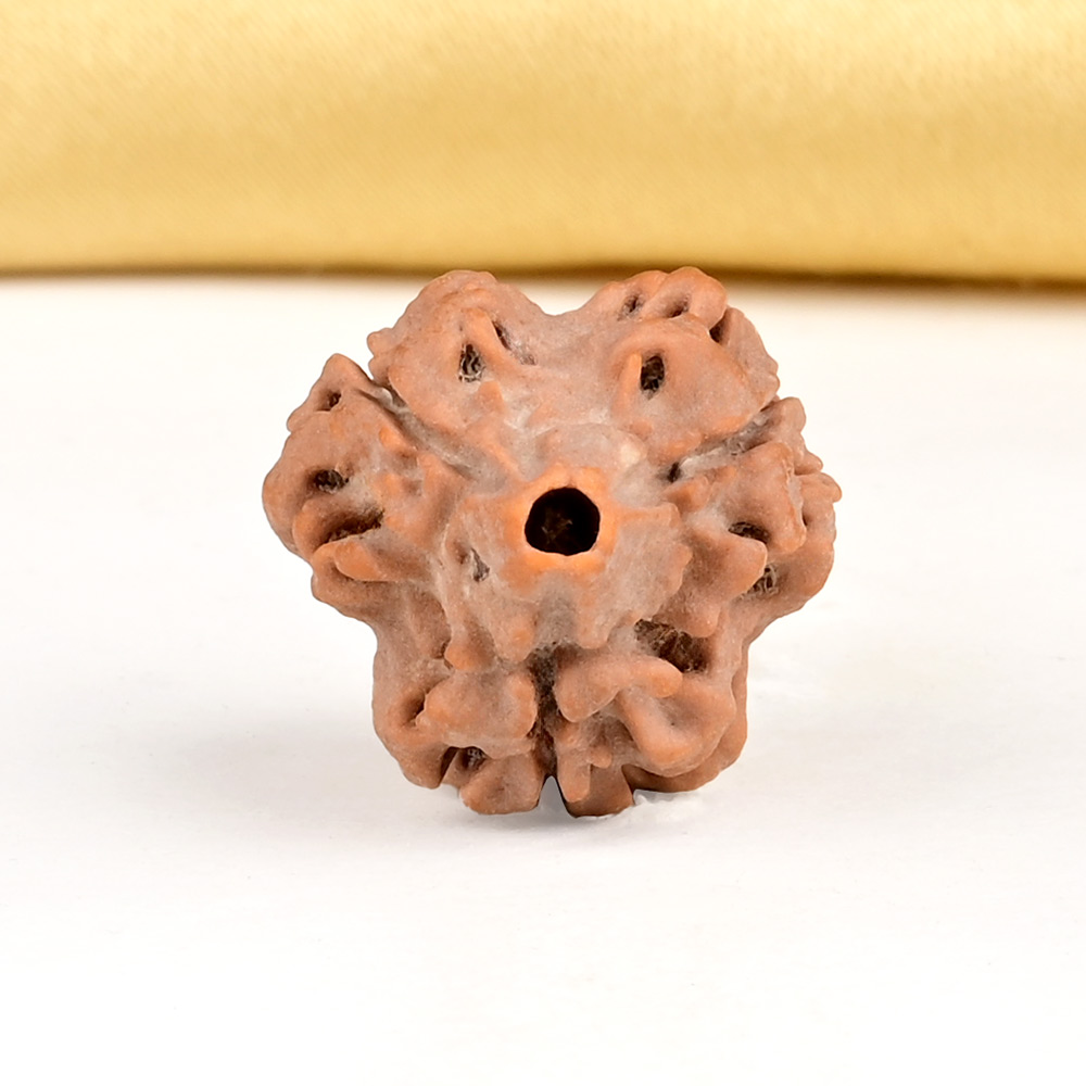 Collector 3 Mukhi from Nepal - CDLXVII