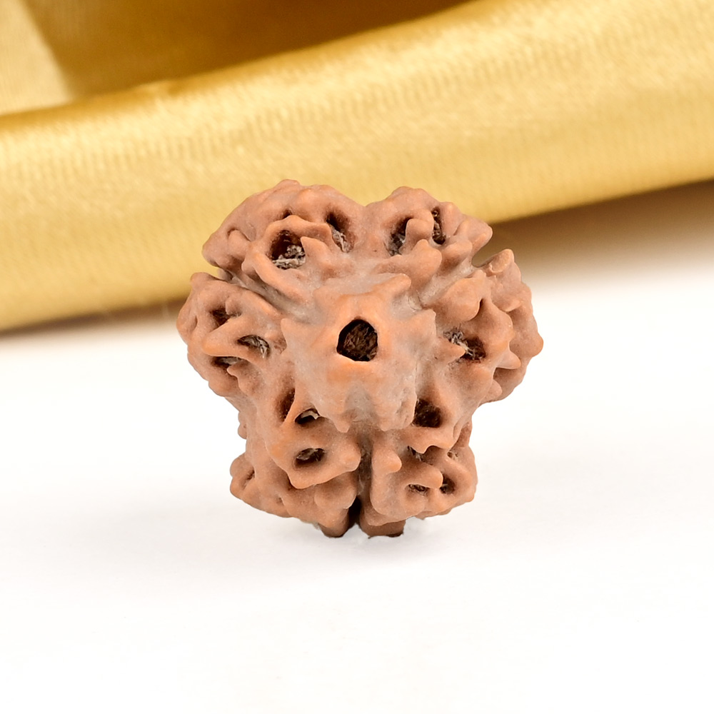 Super Collector 3 Mukhi from Nepal - CCXL