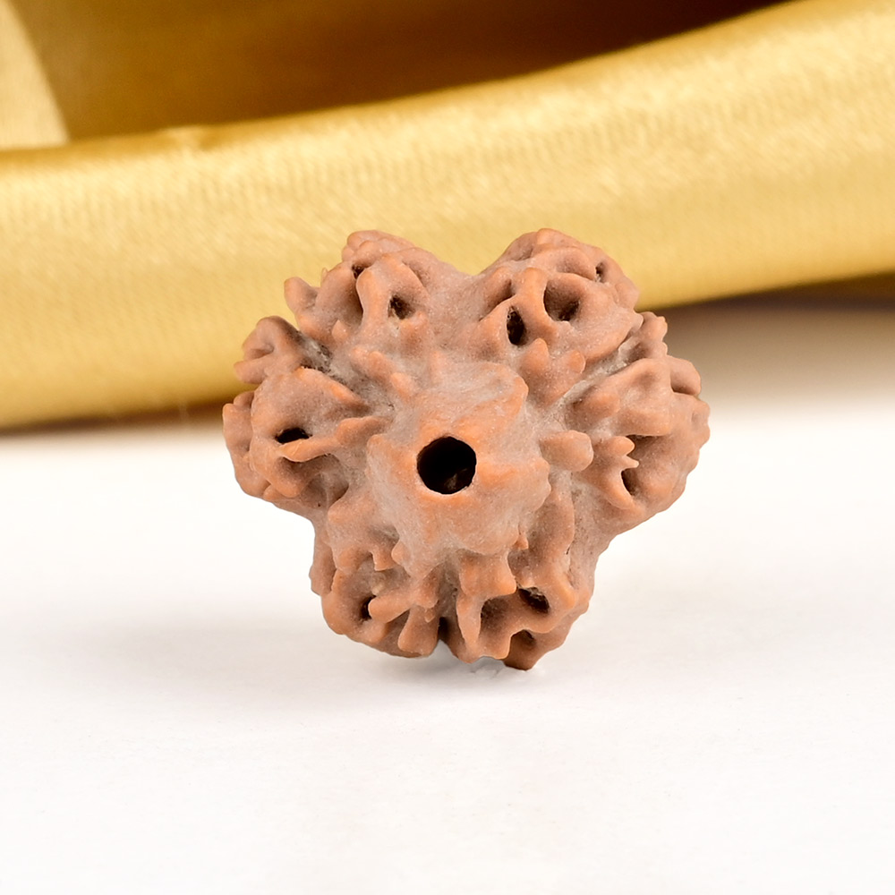 Super Collector 3 Mukhi from Nepal - CCXLI