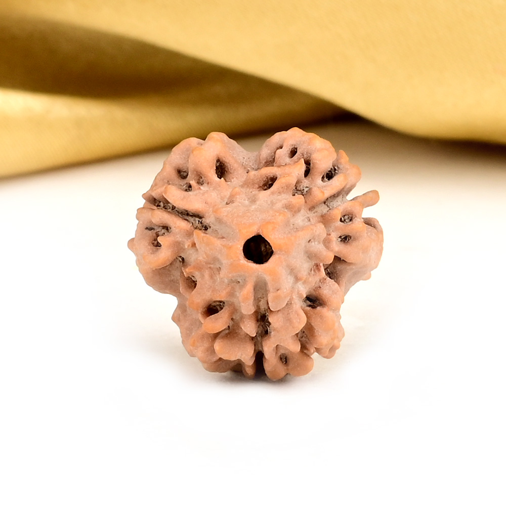 Super Collector 3 Mukhi from Nepal - CCXLII