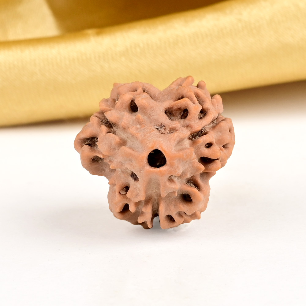 Super Collector 3 Mukhi from Nepal - CCXLIII