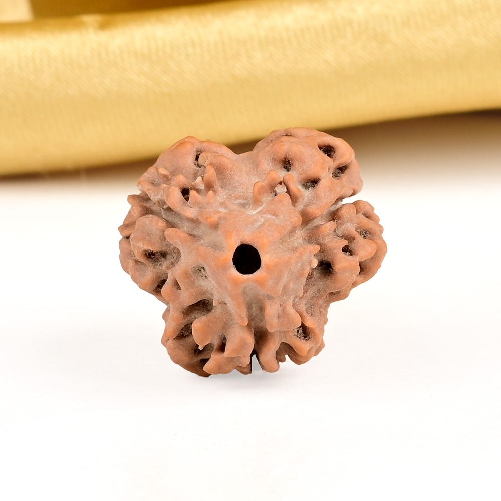 Super Collector 3 Mukhi from Nepal - CCXLVII