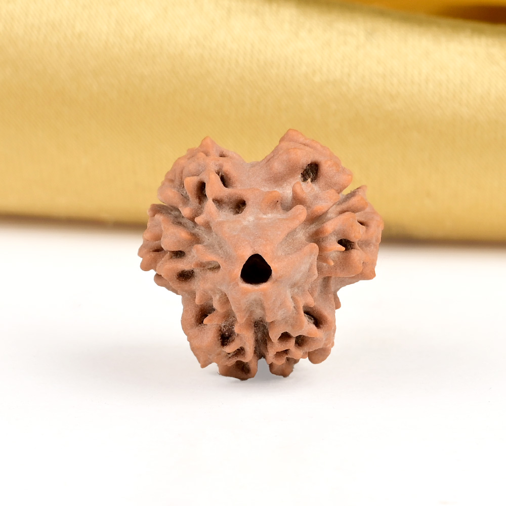 Super Collector 3 Mukhi from Nepal - CCXLIX