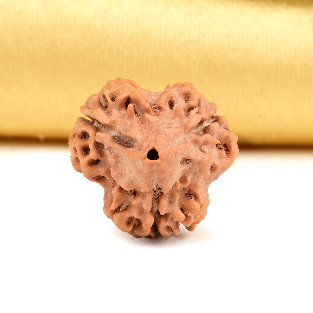 Super Collector 3 Mukhi from Nepal - CCL