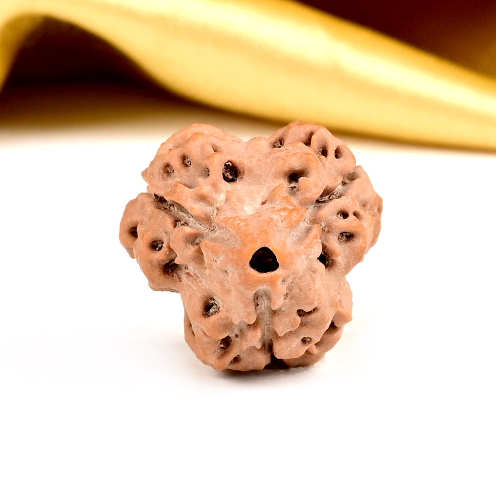 Super Collector 3 Mukhi from Nepal - CCLI