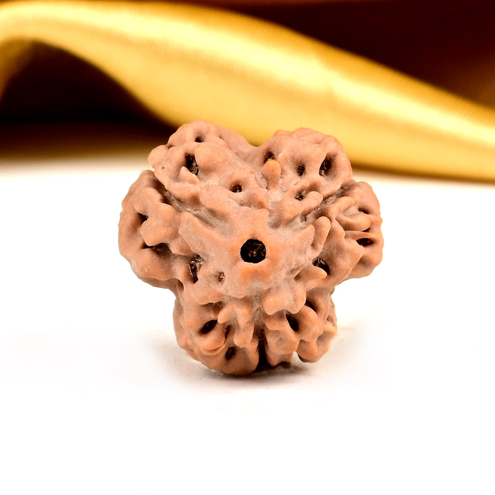 Super Collector 3 Mukhi from Nepal - CCLII