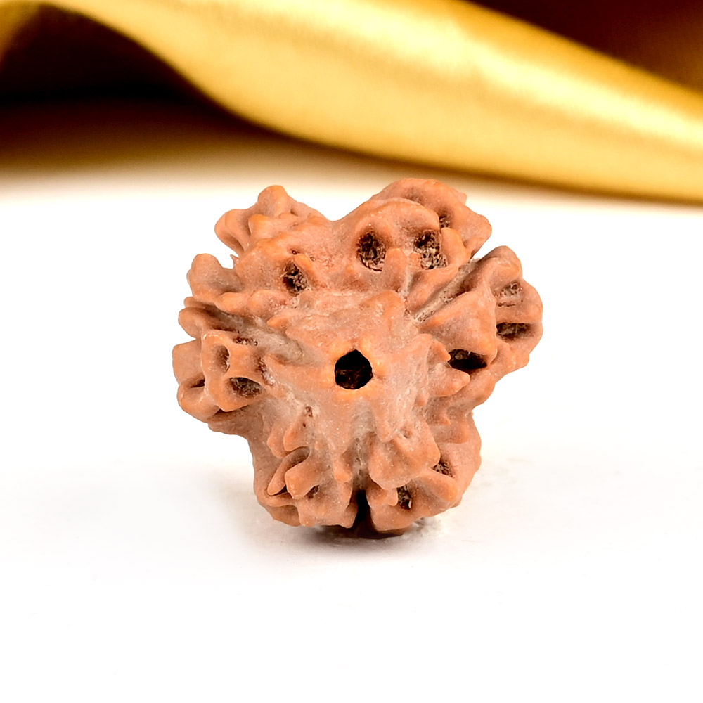 Super Collector 3 Mukhi from Nepal - CCLIII