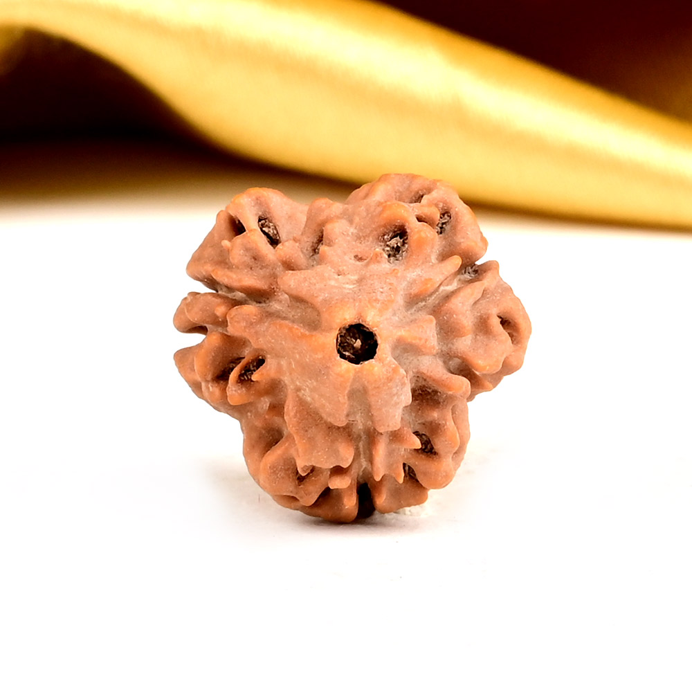 Super Collector 3 Mukhi from Nepal - CCLV