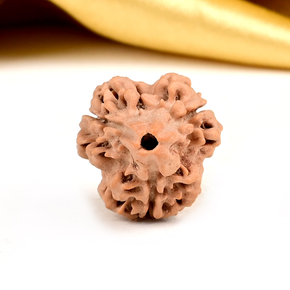 Super Collector 3 Mukhi from Nepal - CCLVI