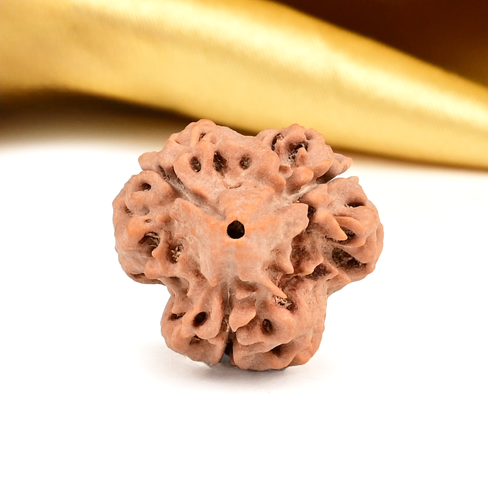 Super Collector 3 Mukhi from Nepal - CCLVIII