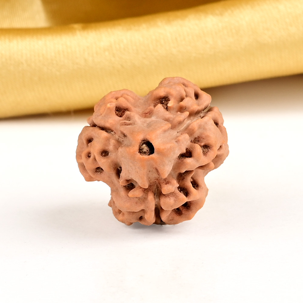 Super Collector 3 Mukhi from Nepal - CCLIX