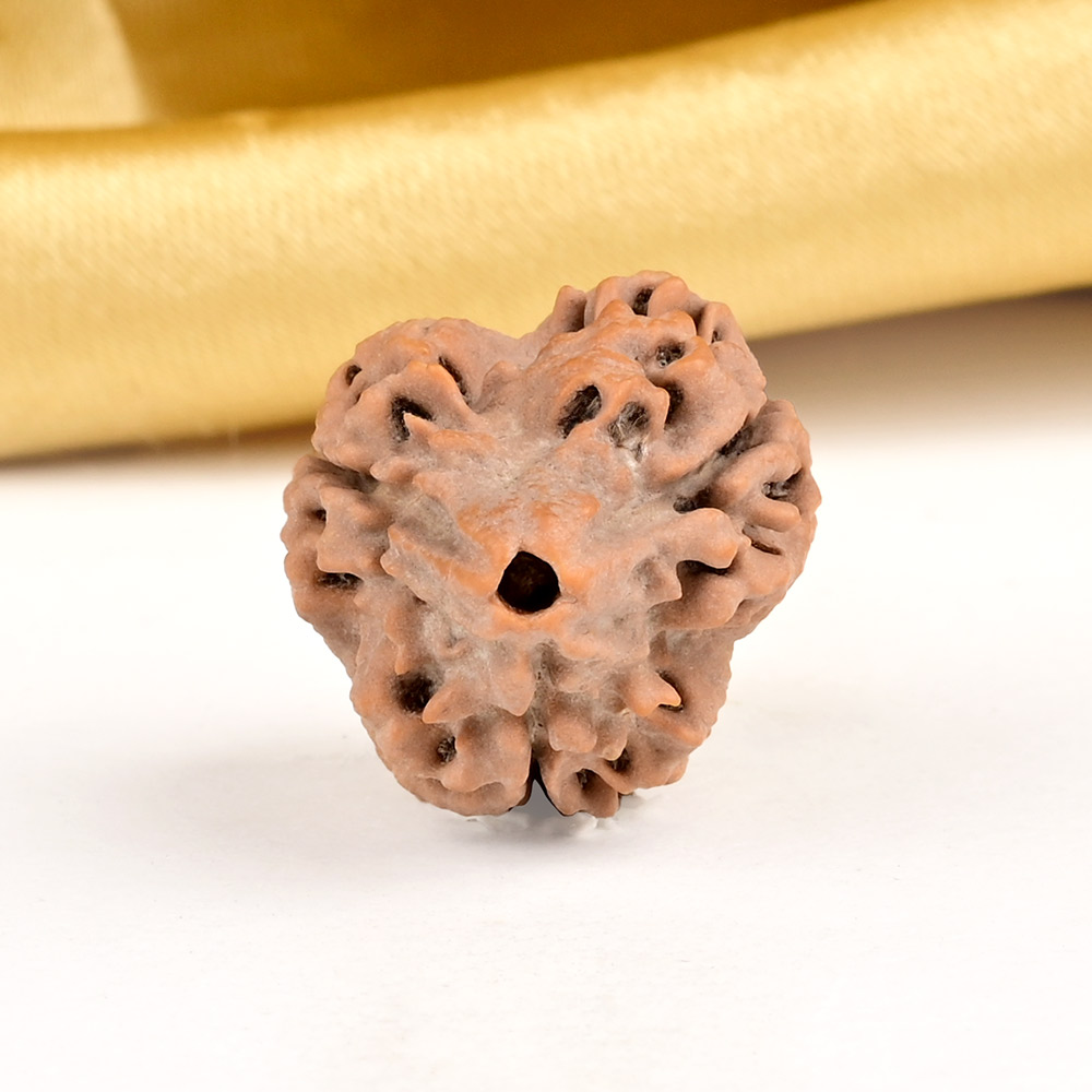 Super Collector 3 Mukhi from Nepal - CCLX