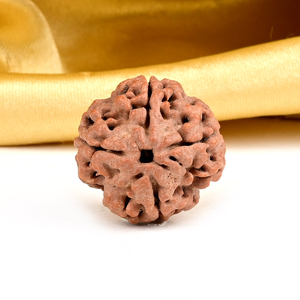 Collector 4 Mukhi from Nepal - DXXXI