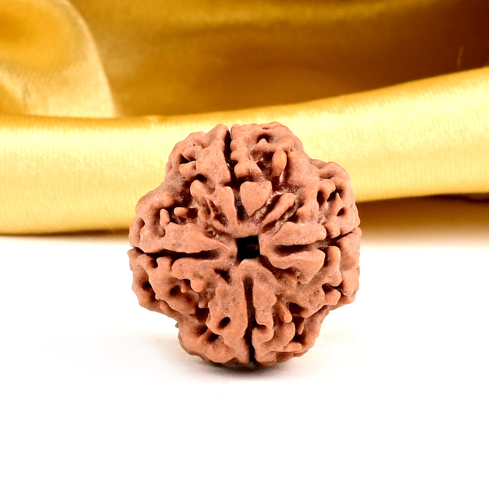 Collector 4 Mukhi from Nepal - DXXXII