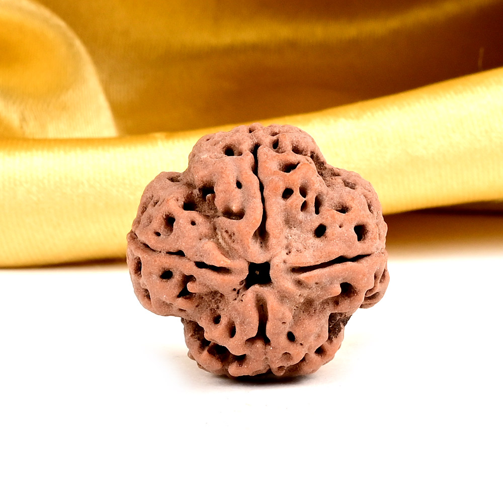 Collector 4 Mukhi from Nepal - DXXXIII