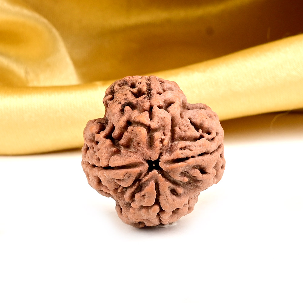 Super Collector 4 Mukhi from Nepal - CLXXXVIII