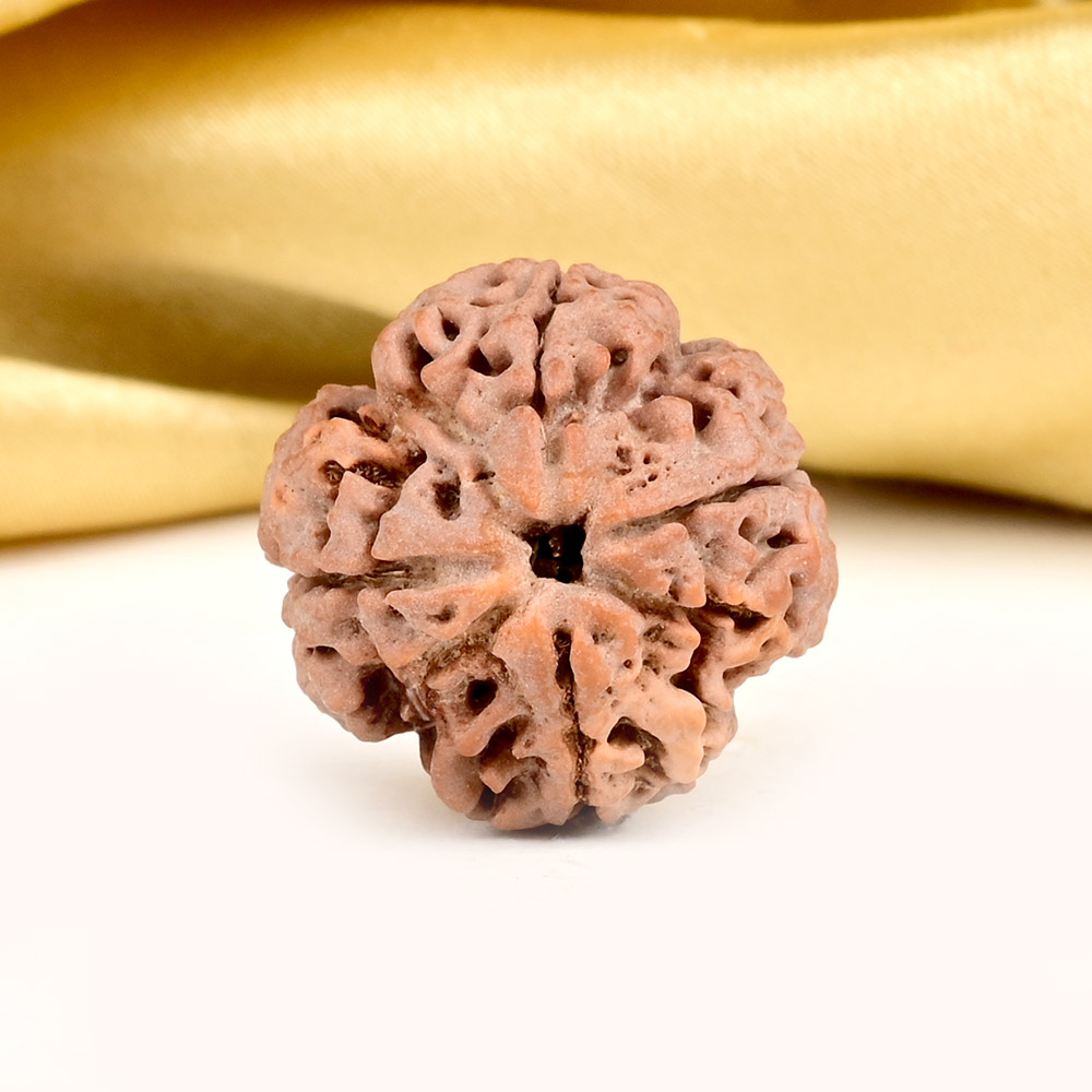 Collector 4 Mukhi from Nepal - DXXXIV