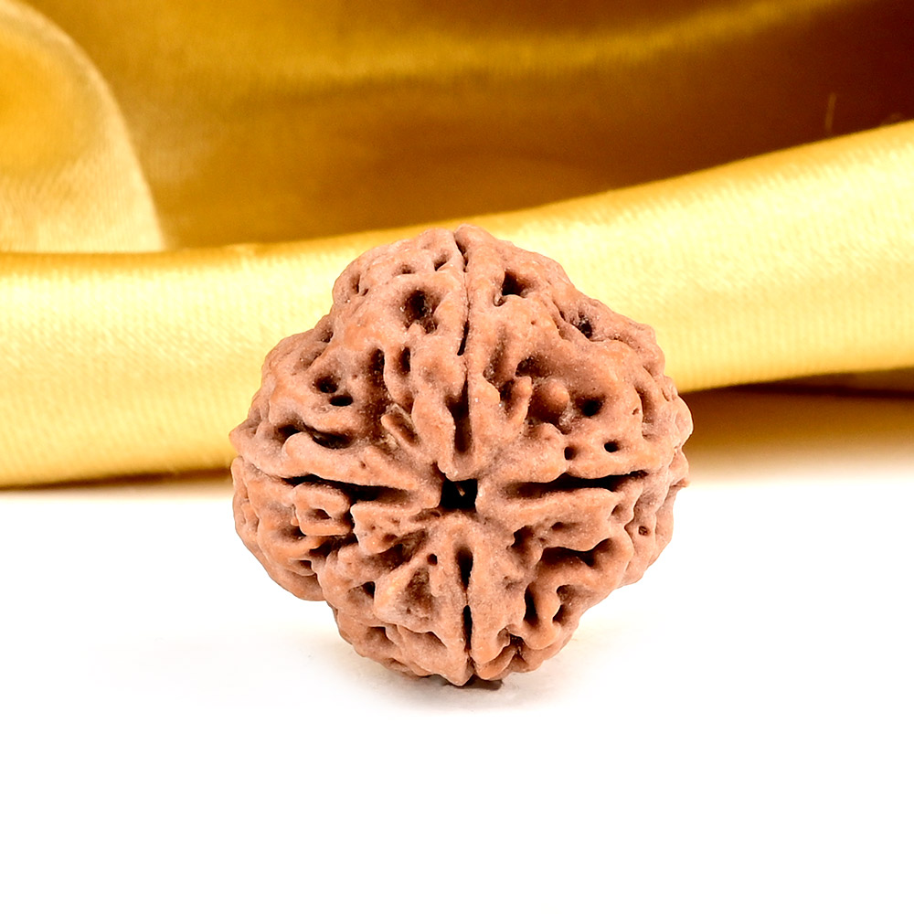 Collector 4 Mukhi from Nepal - DXXXVI