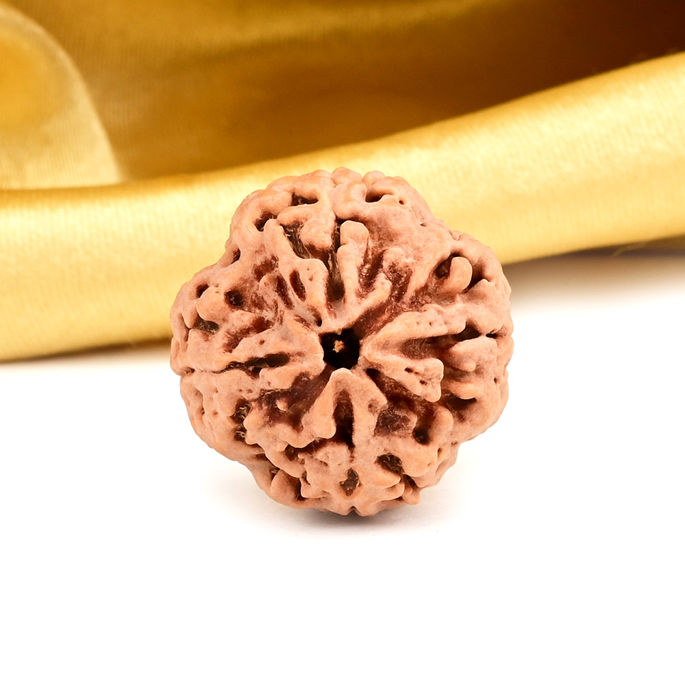 Super Collector 4 Mukhi from Nepal - CLXXXIX